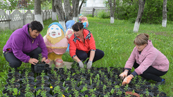 Работники Красненского благоустройства высадили 12 тысяч кустов однолетних цветов