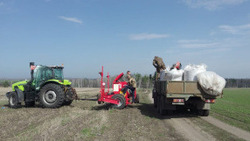Ранние зерновые начали сеять в Красненском районе 