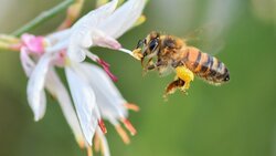 Красненский пчеловод организовал мастер-класс по бортничеству