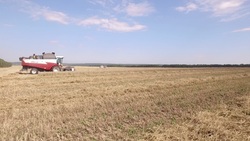 Белгородские аграрии собрали более 2 млн тонн озимых культур