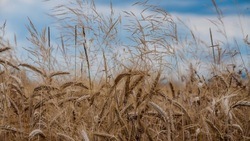 Вячеслав Гладков сообщил о завершении уборки озимой пшеницы в Белгородской области 