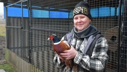 Пернатое дело. Как жительница Красненского округа занялась выращиванием фазанов