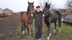 Галопом сердцу в такт. Как алексеевец занялся разведением лошадей