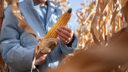 Средняя урожайность зерновых и зернобобовых культур составила более 56 ц/га в Белгородской области