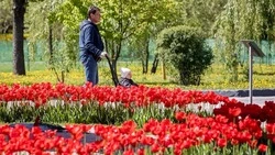 Власти Белгородской области планируют благоустроить 7 парковых зон в 2025 году