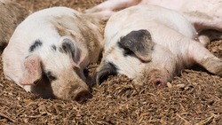 Белгородская область стала производителем 20% российской свинины в 2018 году