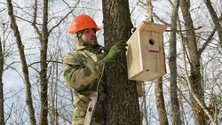 Красненские лесники развесили в зелёных насаждениях более 100 скворечников 