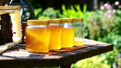 Пчеловоды региона представят лучшие сорта мёда на ярмарке в Белгороде