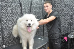 Салон красоты для четвероногих. Как алексеевец смог освоить средства соцконтракта