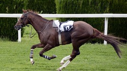 Белгородские спортсмены вошли в число лучших первенства Липецкой области по конному спорту