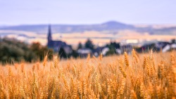 Управление Россельхознадзора выявило 141,9 тысяч тонн продовольственной пшеницы