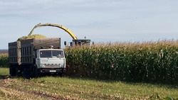 Красненские аграрии заготовили 695 тонн сена для молочного животноводства