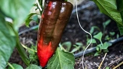 Вячеслав Гладков: Белгородская область заняла второе место в РФ по производству биопродуктов