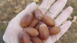 Сбор семян дуба стартовал в лесничествах Белгородской области