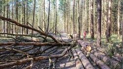 Управление лесами области напомнило правила сбора валежника в регионе
