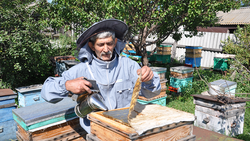 Пенсионер из алексеевского Советского развёл 33 пчелосемьи