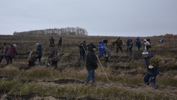 Жители села Горки Красненского района заложили дубраву на 17 гектарах