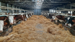 Валовое производство молока составило более 16 тысяч тонн с начала 2022 года в Красненском районе