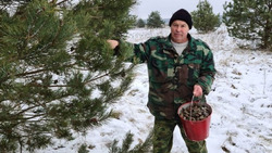 Сотрудники Красненского лесничества собрали за зиму более 700 килограммов семян сосны