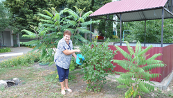 Жительница Алексеевки продолжила дело мужа по выращиванию мини-сада