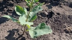 24,1 миллиона штук сеянцев и саженцев вырастили белгородские лесники за последние три года