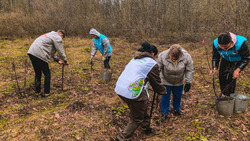 Алексеевцы посадят более 11 тысяч деревьев в рамках акции «Сад памяти»