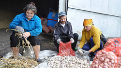 Жуковский фермер получил грант на выращивание чеснока