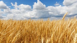 Вячеслав Гладков рассказал о закупке более 50 тыс. тонн семян для посевной в 2023 году 