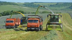 Красненские полеводы Агросоюза «Авида» заготовят 24 тысячи тонны сенажа