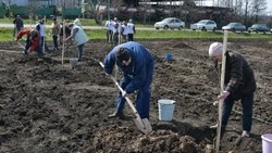 Жители Красненского района поддержали Международную акцию «Сад памяти»