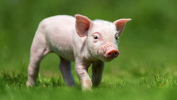 Производство свинины выросло в Белгородской области
