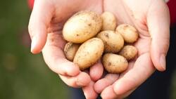 Нетипичные погодные условия в регионе создали аграриям сложности при хранении картофеля