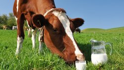 Регион удвоит производство молока до 1 млн тонн в год