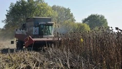 Красненские полеводы завершат уборочную страду в ближайшее время