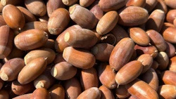 Белгородские лесоводы вошли в список лидеров ЦФО по заготовке лесных семян