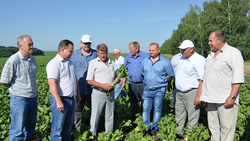 Руководители и агрономы сельхозпредприятий Алексеевского округа оценили урожаи этого года