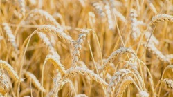 Алексеевские аграрии начали уборку ранних зерновых 