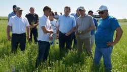 Земледельцы Красненского района приступили к уборке ранних зерновых культур