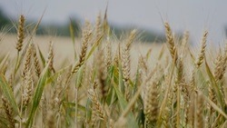 Белгородская область начала подготовку к весенне-полевым работам