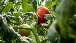 Вячеслав Гладков: 40 начинающих фермеров получили гранты на общую сумму свыше 180 млн рублей