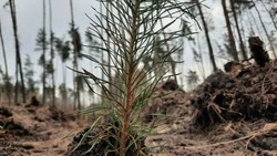 Весенний лесокультурный сезон стартовал в Белгородской области