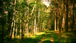 Штрафы за нарушение лесного законодательства вдвое увеличили в регионе