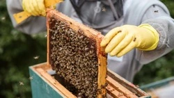 Россельхознадзор запустил онлайн-сервис мониторинга обработки полей для пчеловодов