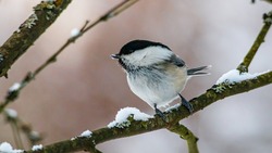 Новооскольские школьники занесли в орнитологическую карту зимующих в городе птиц