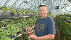 Красненский предприниматель занялся выращиванием садовой земляники