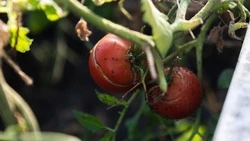 Вячеслав Гладков: каждый восьмой соцконтракт заключается с многодетной семьёй