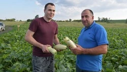 Фермер из красненского хутора вырастил кабачки на 20,5 гектарах земли