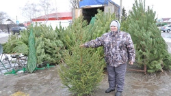 Праздник к нам приходит. Где алексеевцы выбирали главный символ Нового года