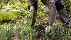 Вячеслав Гладков объявил о проведении субботников в рамках месячника добровольного служения региону