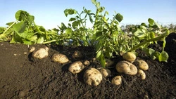 Более 50 тысяч тон овощей собрали белгородские аграрии с открытого грунта в 2024 году